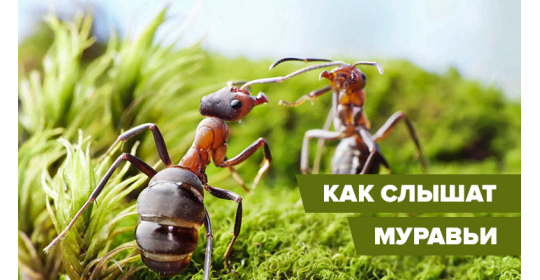 Глухо, как в танке: как и чем нас слышат муравьи