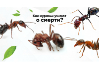Мертвецам тут не место: как муравьи узнают о смерти сородичей