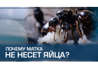 Матка отказывается нести яйца – каприз или призыв о помощи? Матка отказывается нести яйца – каприз или призыв о помощи?