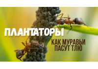 Ковбои с мандибулами — муравьи и тля