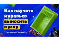 Дрессированные мураши: как научить муравьев убирать за собой