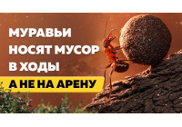 Муравьи-грязнули: почему насекомые складируют песок и мусор в ходах формикария Муравьи-грязнули: почему насекомые складируют песок и мусор в ходах формикария