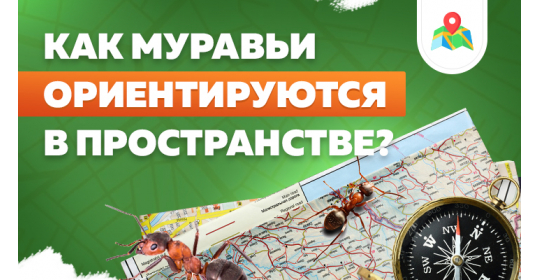 Плохо вижу, но отлично чувствую: как муравьи ориентируются в пространстве