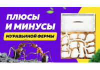 Муравьиная ферма: плюсы и минусы формикария