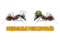 Кто в доме хозяин: социальные роли муравьев