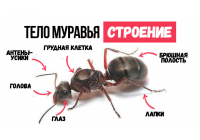 Как устроен муравей: особенности строения