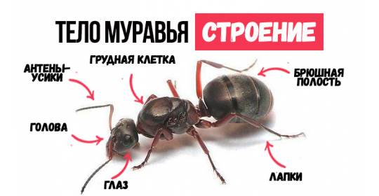 Как устроен муравей: особенности строения