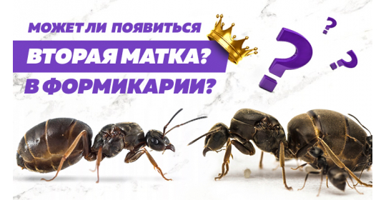 Игра престолов: есть ли место второй королеве в формикарии