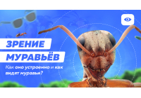 Что могут видеть муравьи и как устроено их зрение Что могут видеть муравьи и как устроено их зрение